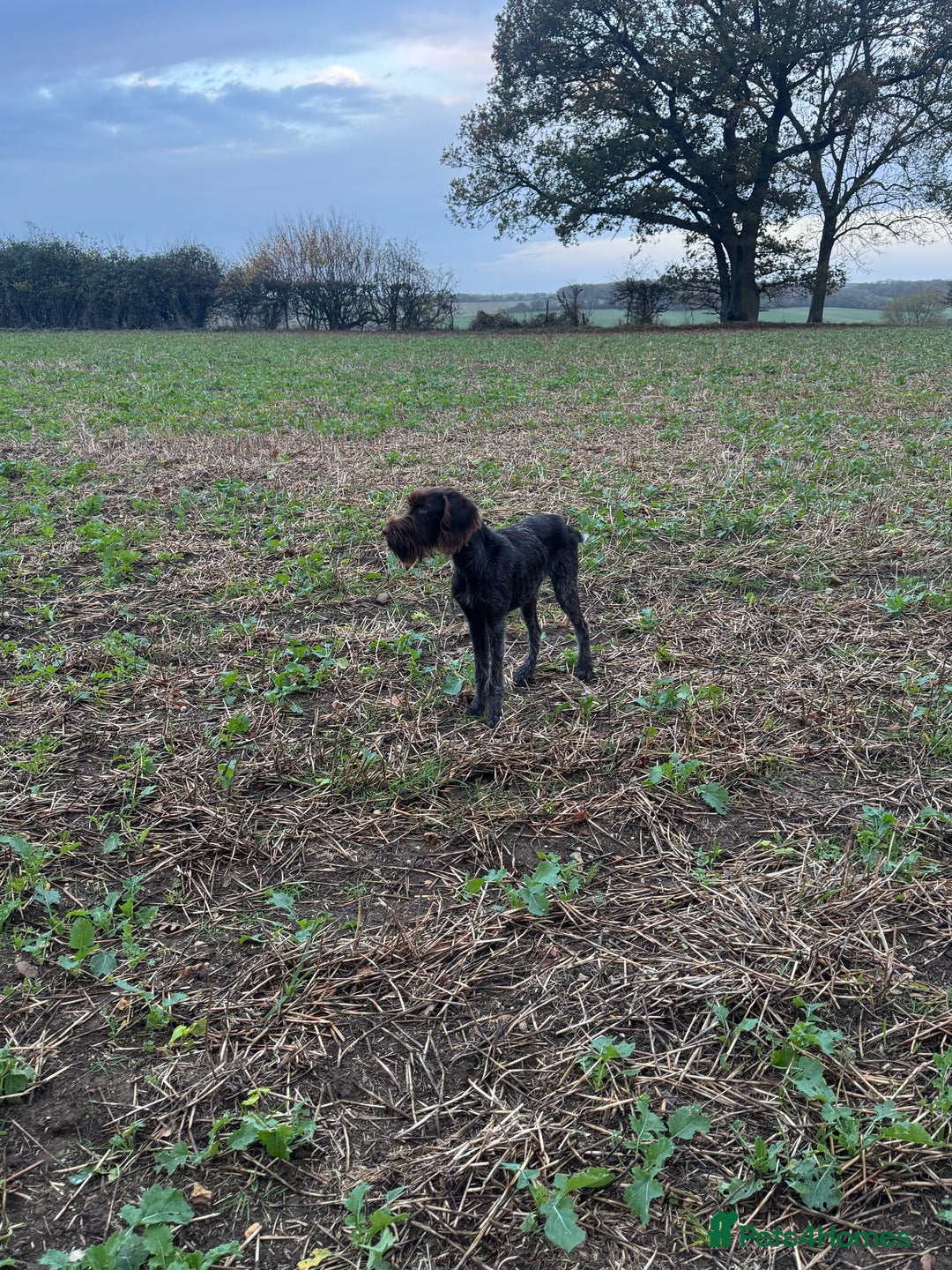 German Wirehaired Pointer dogs for sale: Male GWP pup  - Image 2