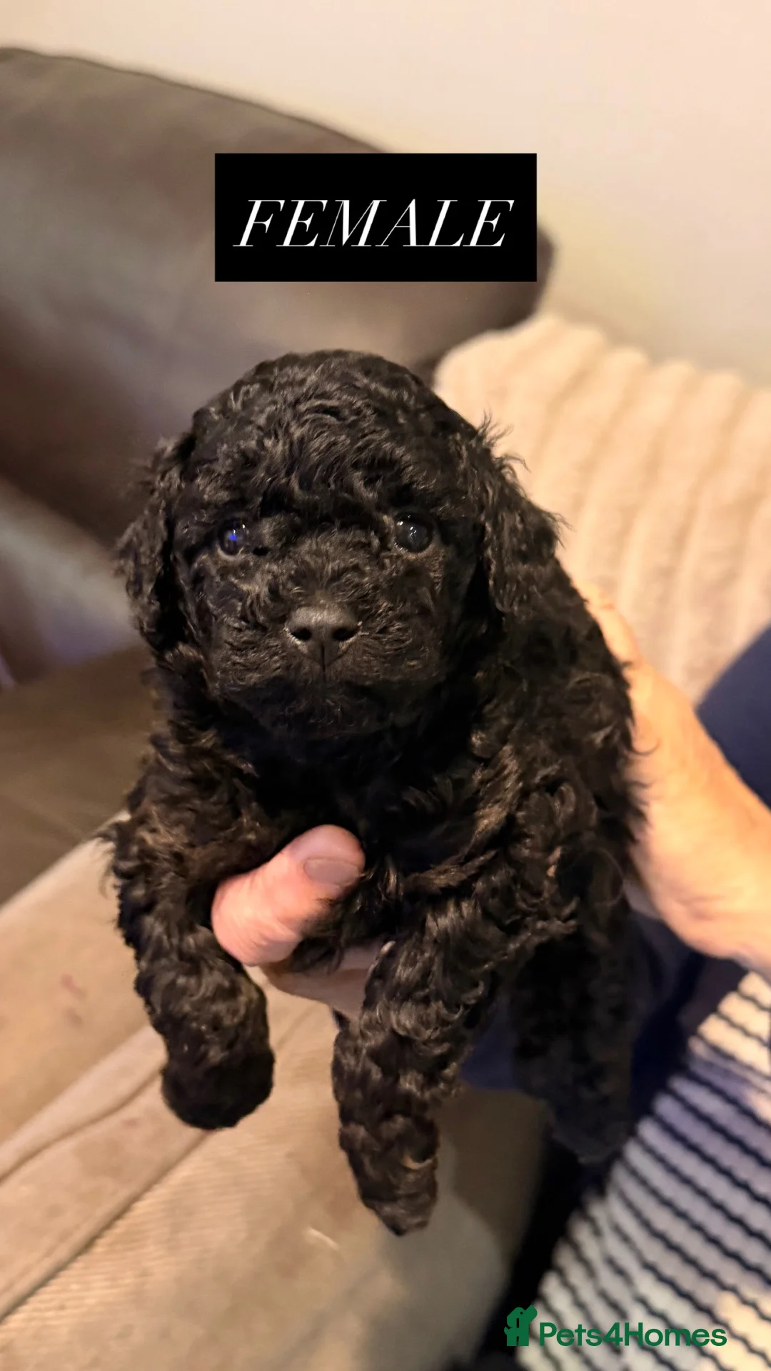 Poochon dogs for sale: Poochon puppies for sale - Advert 2
