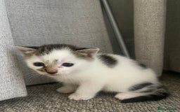 Mixed Breed cats for sale: Kittens for sale - Image 2
