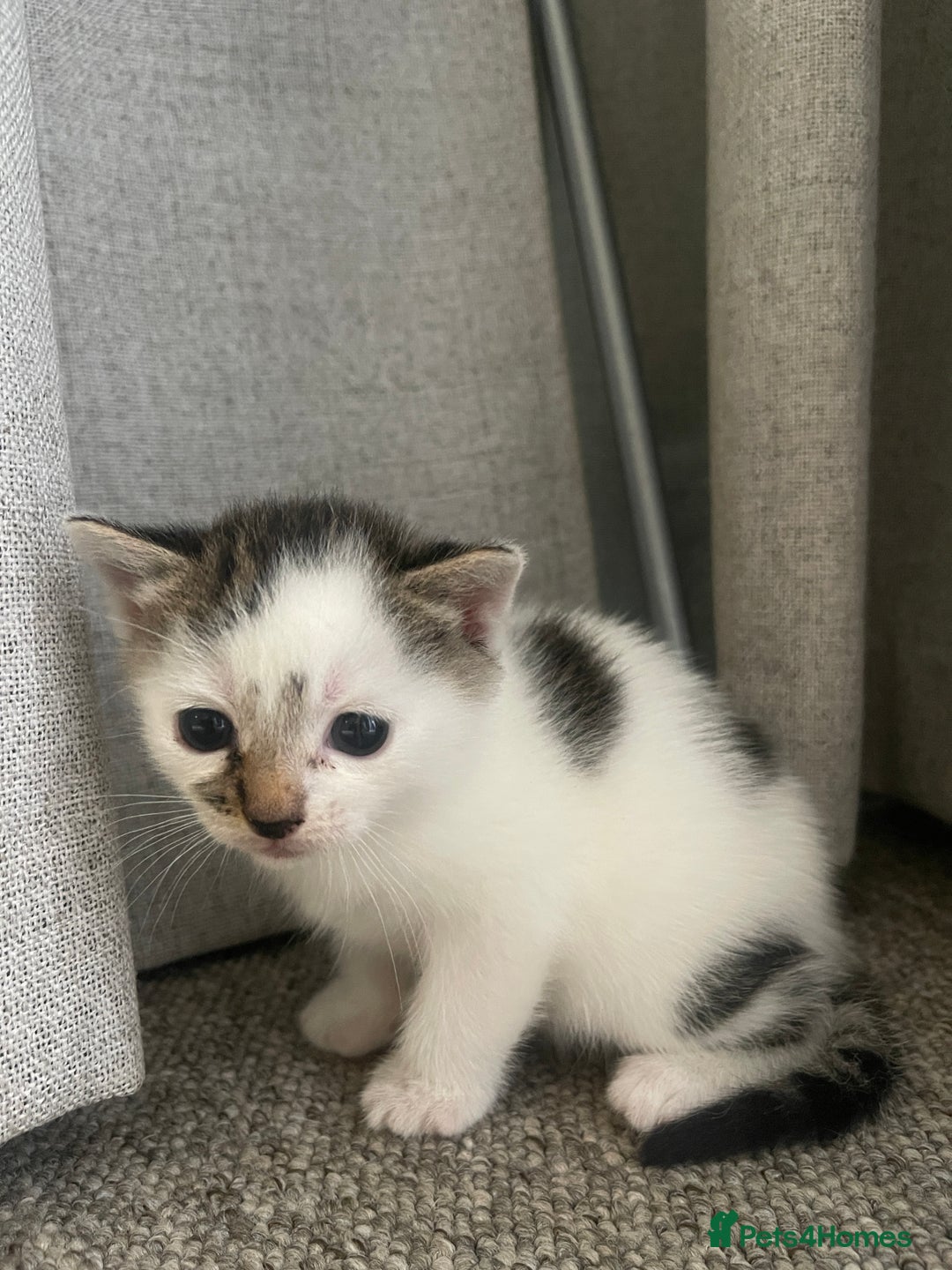 Mixed Breed cats for sale: Kittens for sale - Image 2