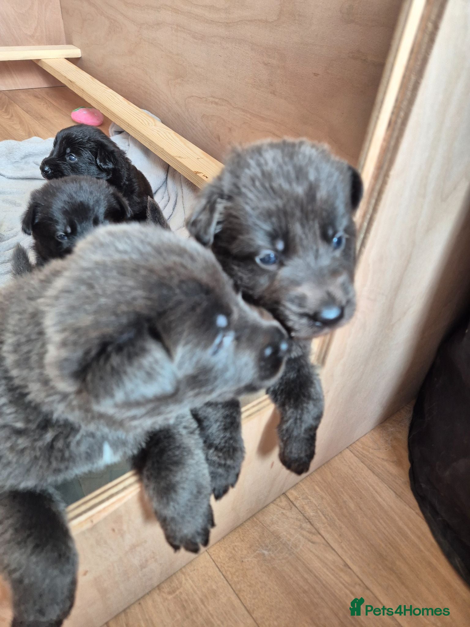 German Shepherd dogs Rare Blue & black & white german shepherd puppies - Advert 1