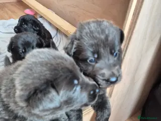 German Shepherd dogs Rare Blue & black & white german shepherd puppies - Advert 1
