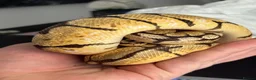 Mixed Breed reptiles for sale: Complete Reptile Setups for Sale with reptile - Advert 7