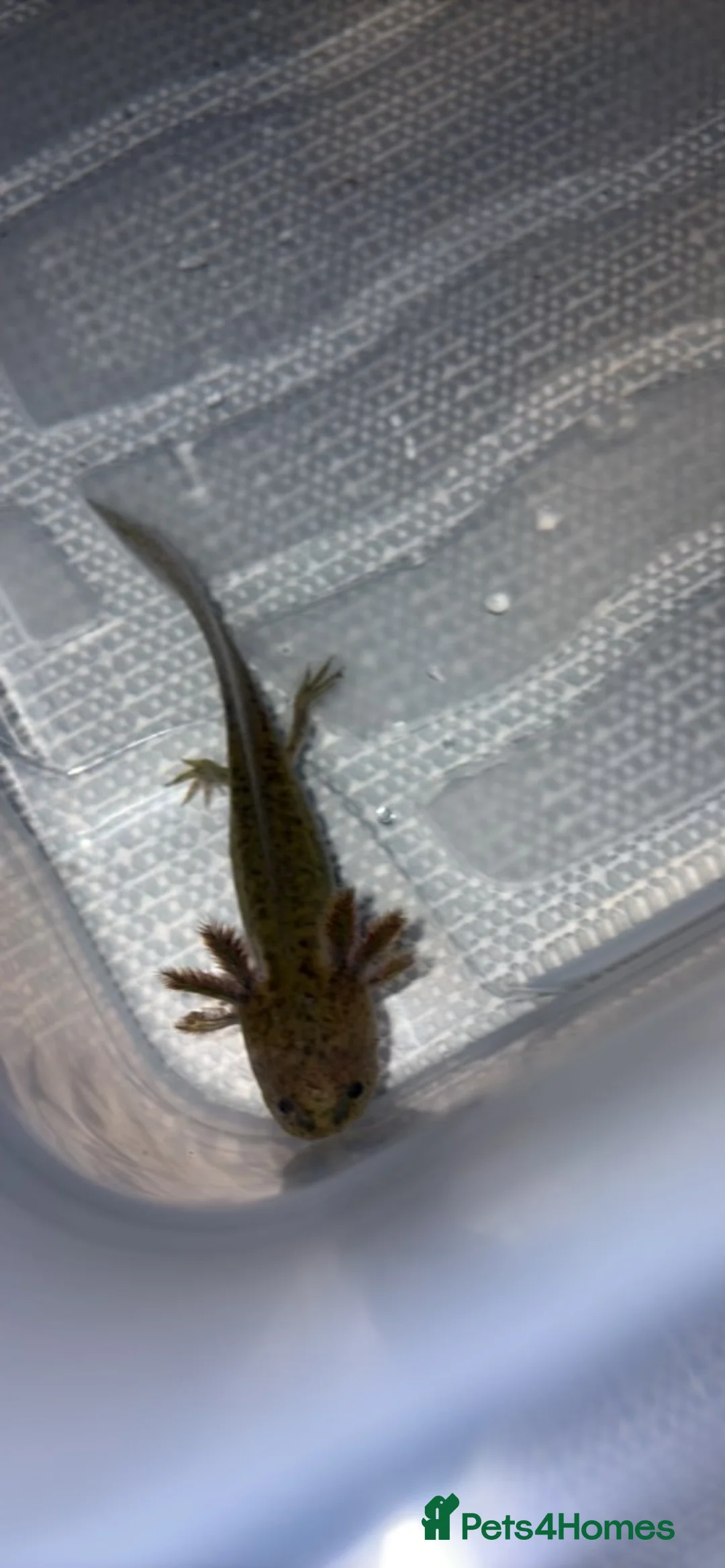 Axolotl reptiles for sale: Juvenile axolotl  - Advert 2