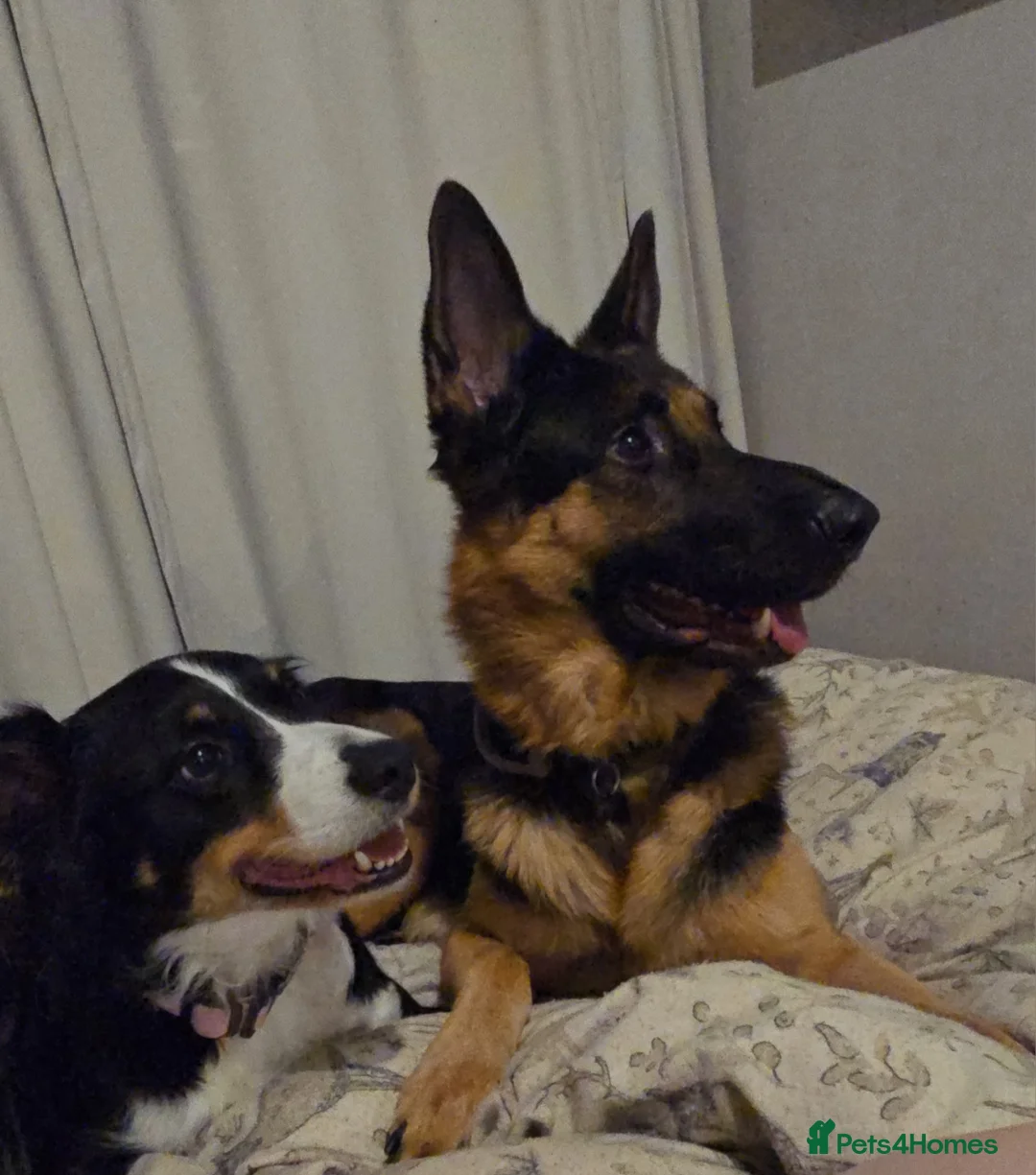 German Shepherd dogs for stud: 📣 PROVEN STUD AVAILABLE – GERMAN SHEPHERD  - Advert 12