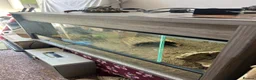 Tortoise reptiles for sale: Hermanns Tortoise with Vivarium - Advert 6