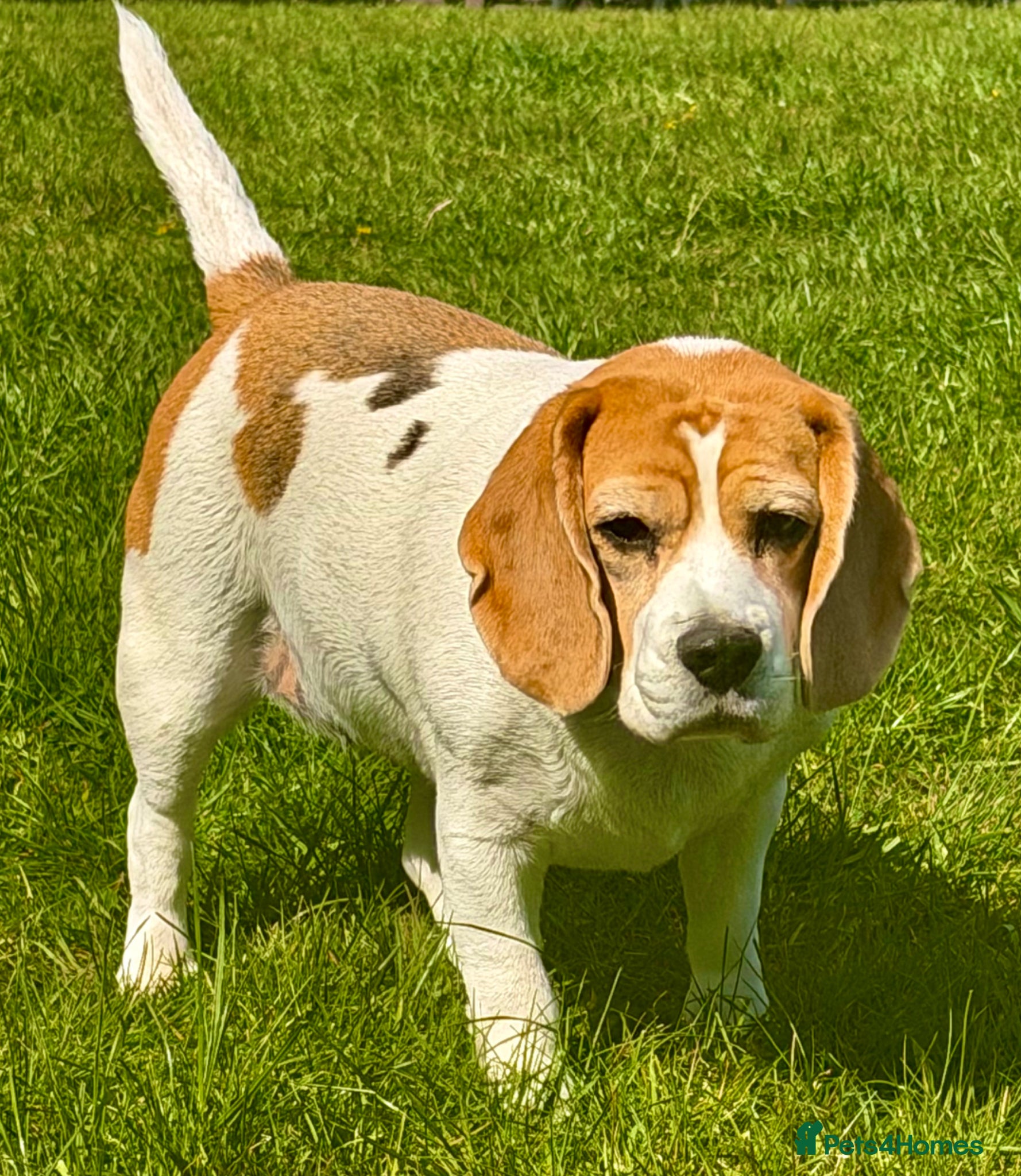 Beagle dogs 🐾 LIDA – Female Beagle 🐾 - Advert 18