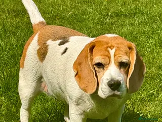 Beagle dogs 🐾 LIDA – Female Beagle 🐾 - Advert 10