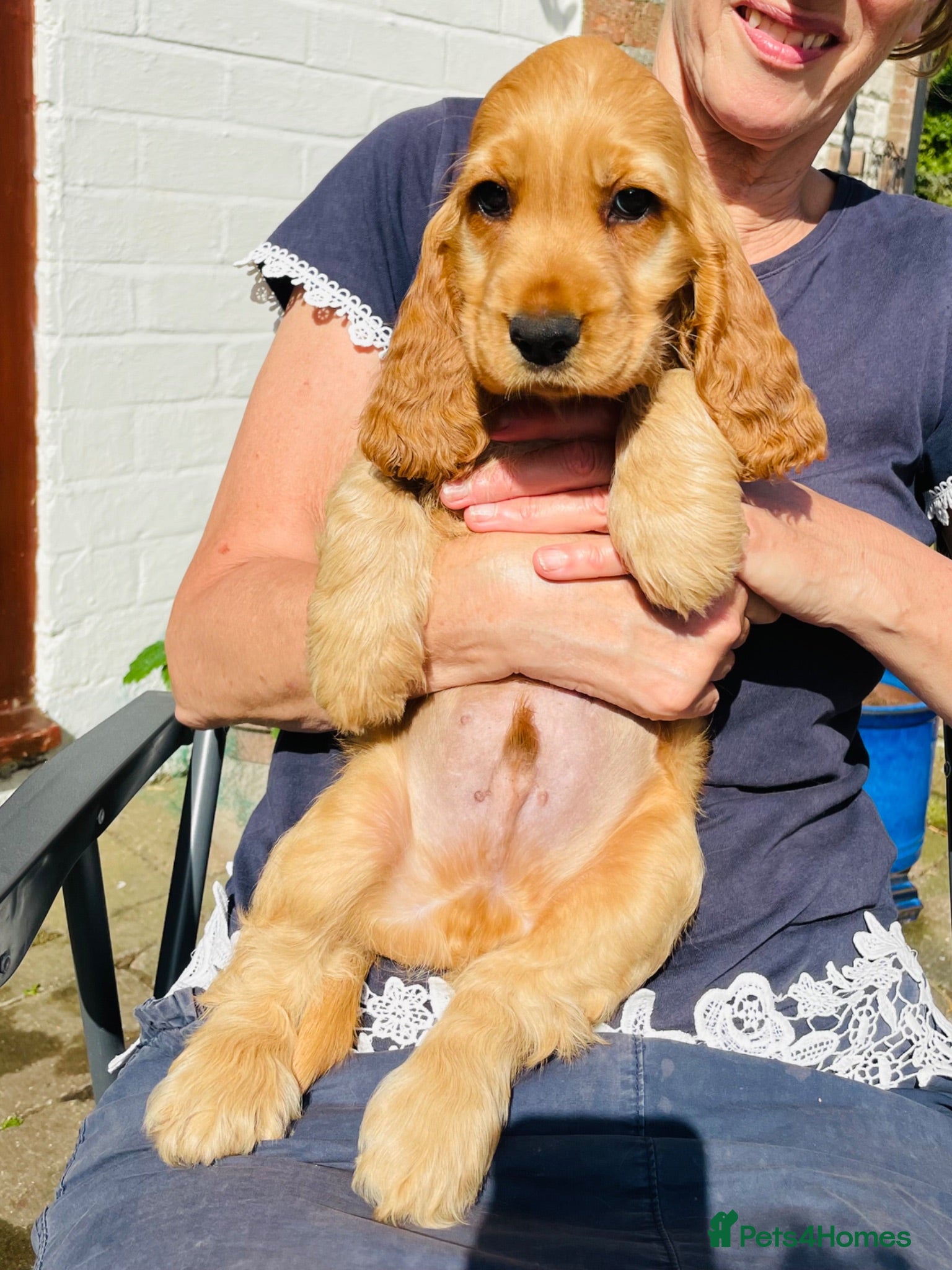 Cocker Spaniel dogs Top Quality Show cocker pups - Advert 2