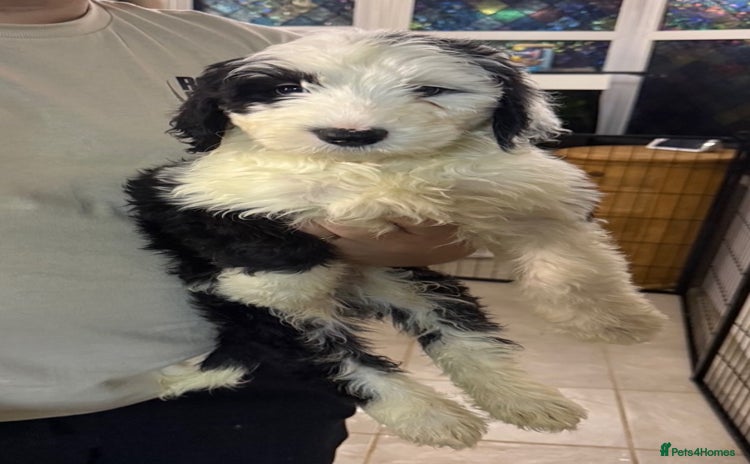 Mixed Breed dogs - Advert 1