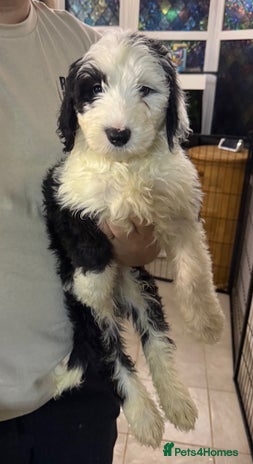 Mixed Breed dogs - Advert 8