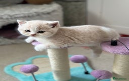 British Shorthair cats for sale: Beautiful , soft teddy bears 🩷🩷💙 - Image 28