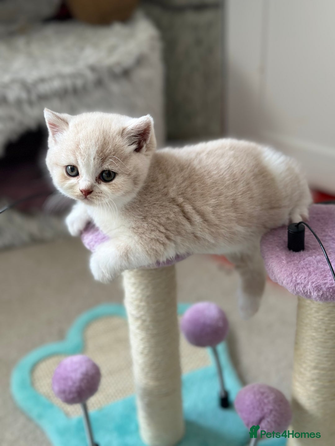 British Shorthair cats for sale: Beautiful , soft teddy bears 🩷🩷💙 - Image 28