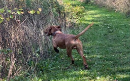 Hungarian Vizsla dogs for stud: The famous Zsivaly Champion sired imported stud in Loughborough - Image 17