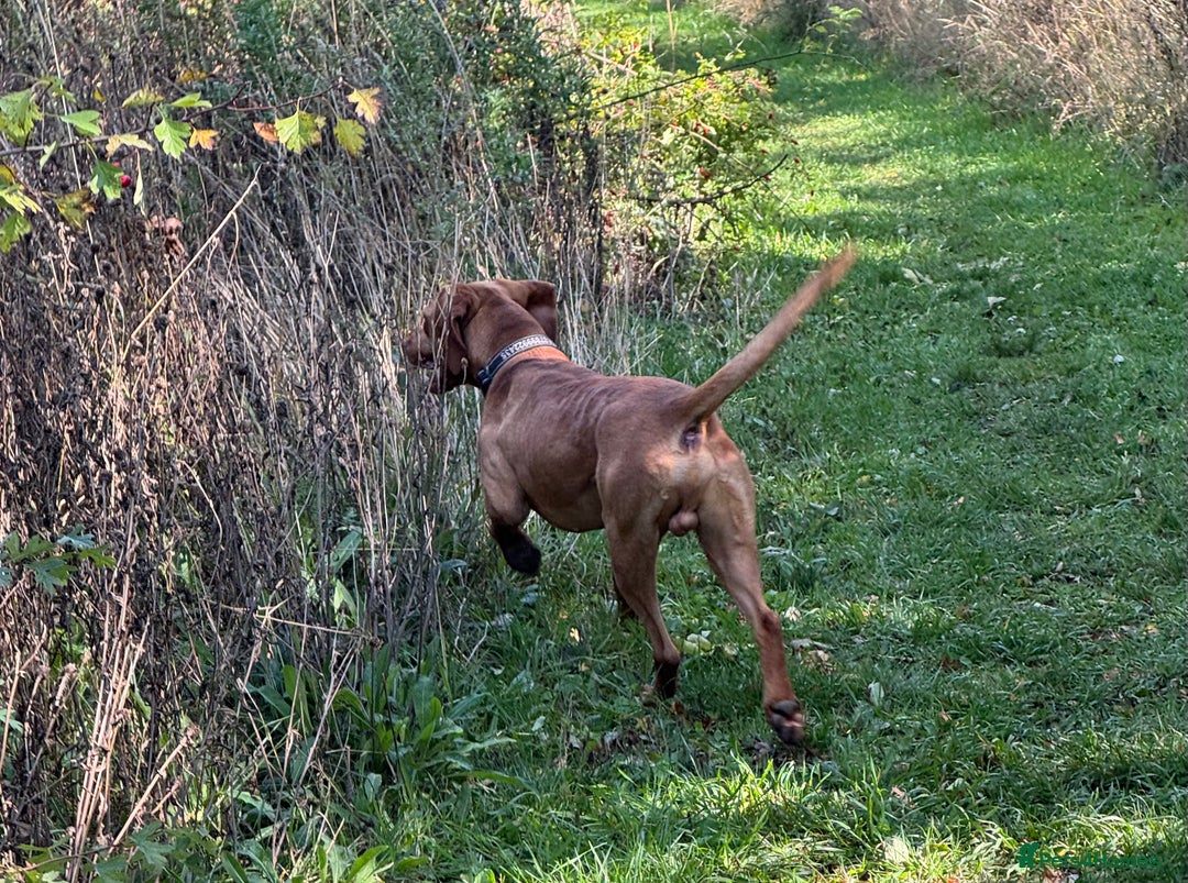 Hungarian Vizsla dogs for stud: The famous Zsivaly Champion sired imported stud in Loughborough - Image 17