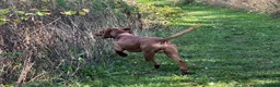 Hungarian Vizsla dogs for stud: The famous Zsivaly Champion sired imported stud in Loughborough - Advert 17