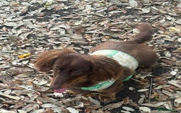 Miniature Dachshund dogs for sale: Long-haired miniature Dachshund choc/tan female  - Image 3