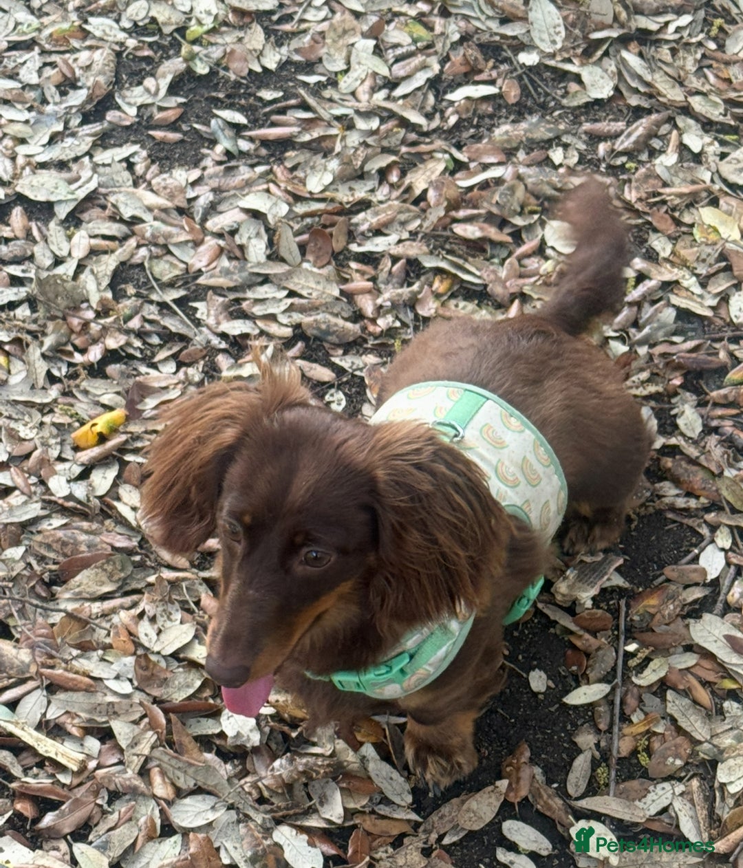 Miniature Dachshund dogs for sale: Long-haired miniature Dachshund choc/tan female  - Image 3