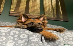 German Shepherd dogs for sale: German shepherd female  - Image 8