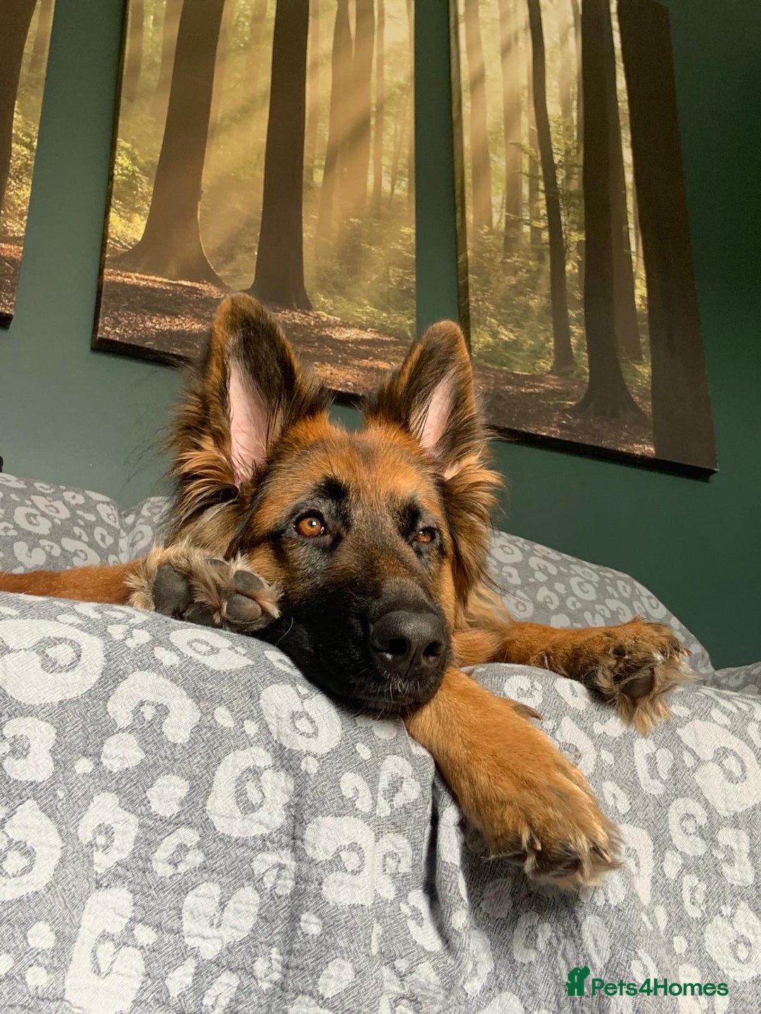 German Shepherd dogs for sale: German shepherd female  - Image 8