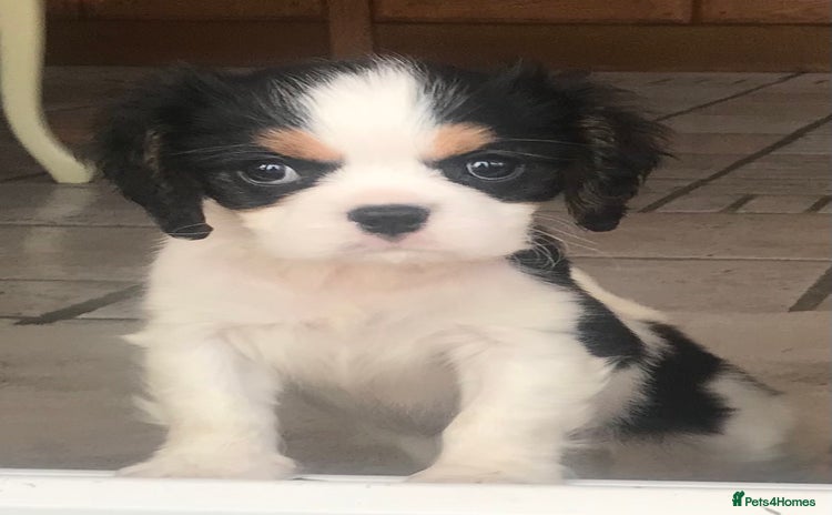Cavalier King Charles Spaniel dogs - Advert 7