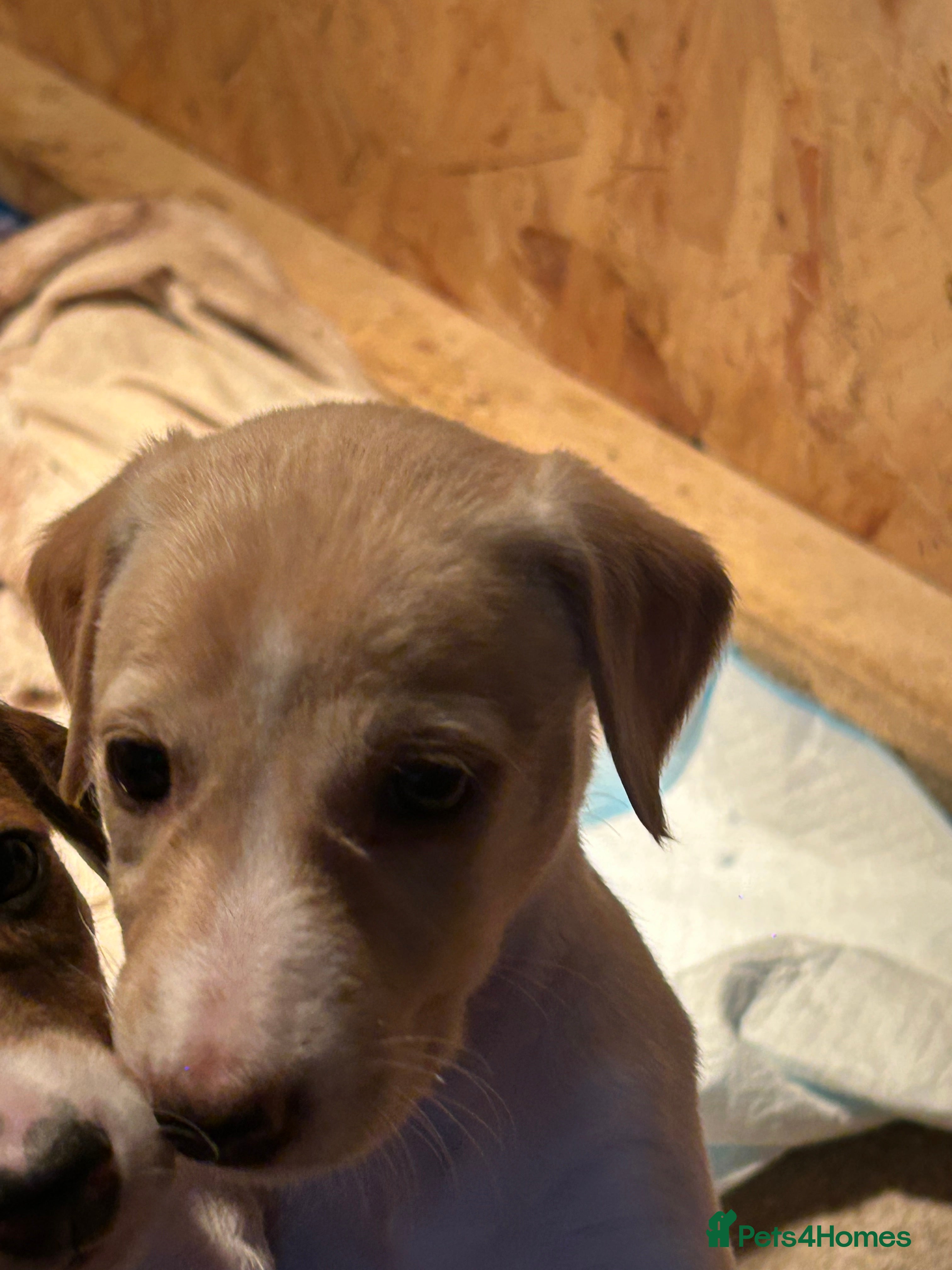 Mixed Breed dogs Saluki/bull grey hounds - Advert 9