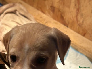 Mixed Breed dogs Saluki/bull grey hounds - Advert 9