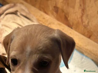 Mixed Breed dogs Saluki/bull grey hounds - Advert 12