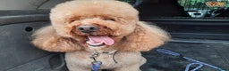 Miniature Poodle dogs for stud: Russet Red Health Tested Miniature Poodle Stud in Warwick - Advert 1