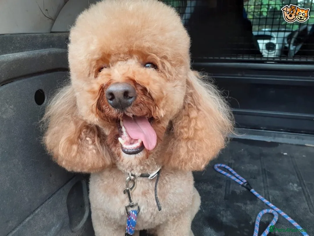 Miniature Poodle dogs for stud: Russet Red Health Tested Miniature Poodle Stud in Warwick - Advert 1