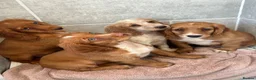 Cocker Spaniel dogs for sale: Cocker spaniel puppies  in Poole - Advert 12