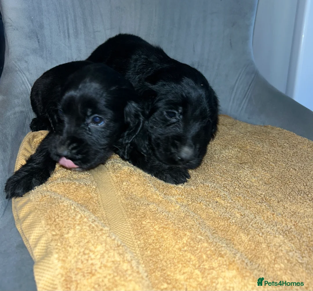 Cocker Spaniel dogs for sale:  **  Day Baby’s. 8 cocker spaniel puppies.  - Advert 6