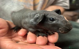 Guinea Pig rodents for sale: 4 Skinny Pig/werewolf Boars  in Doncaster - Image 3