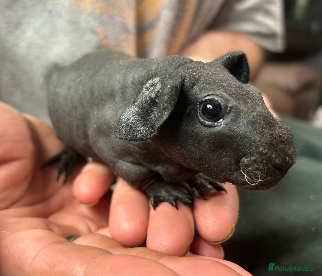 Guinea Pig rodents for sale: 4 Skinny Pig/werewolf Boars  in Doncaster - Image 3