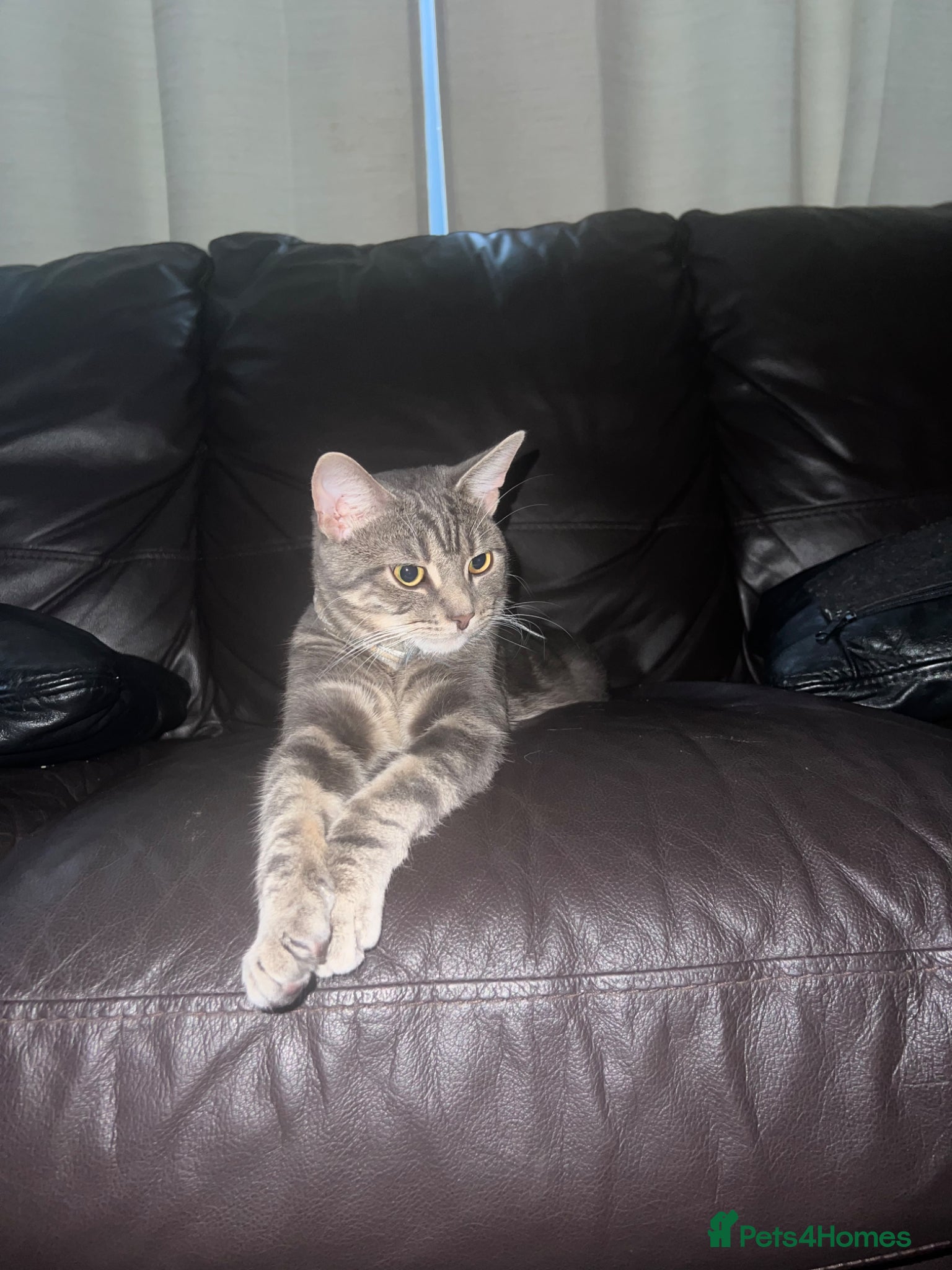 American Shorthair cats for sale: Adorable Tabby Cat for Sale! Sweetest Cat Ever - Advert 3