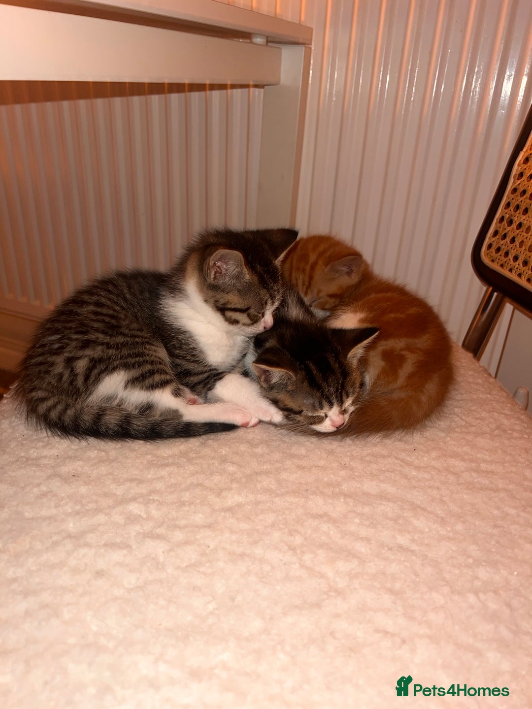 Mixed Breed cats for sale: Third generation of stunning healthy Cats - Advert 4