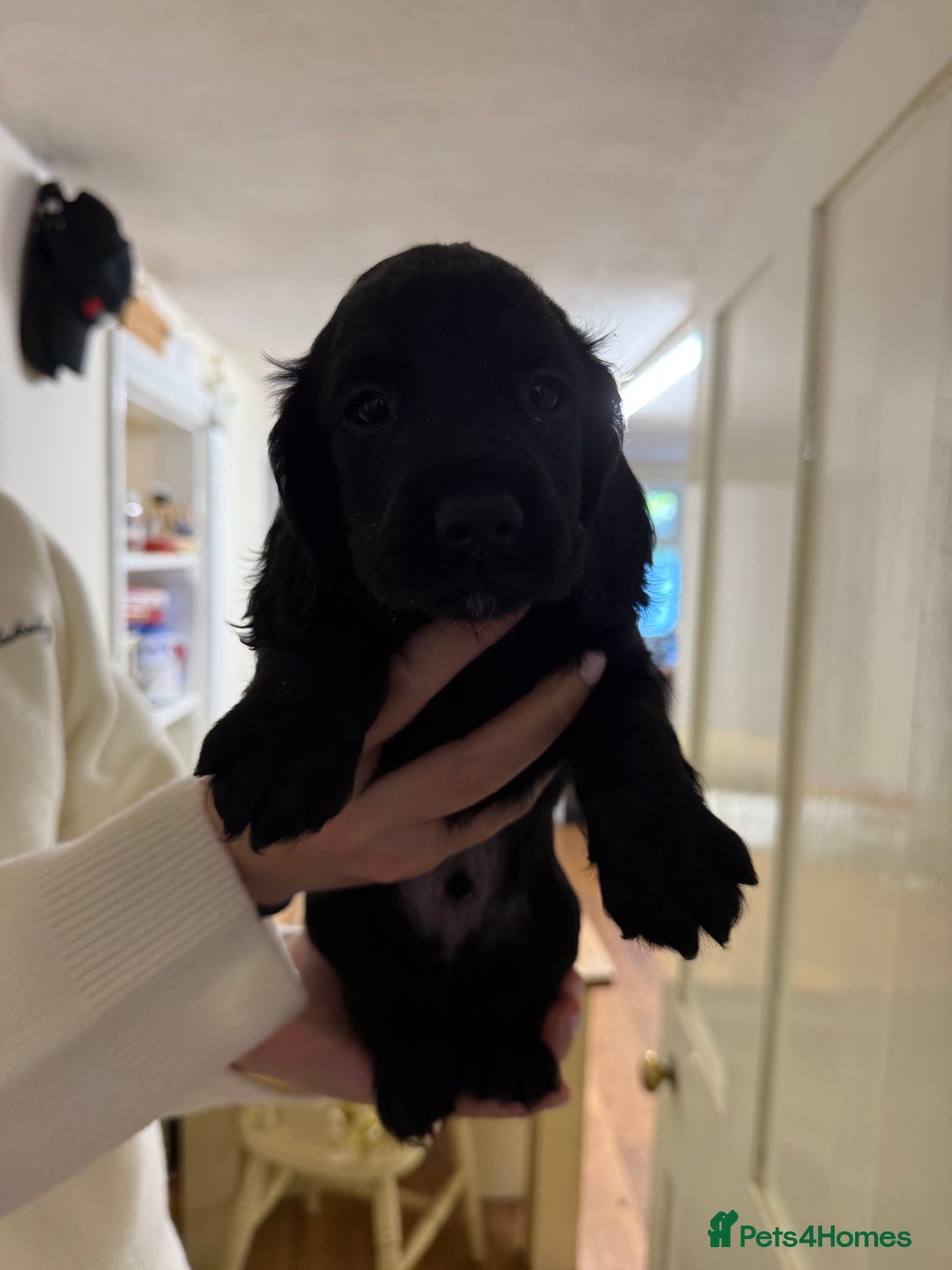 Cocker Spaniel dogs for sale: Working Cocker Spaniels - Advert 2