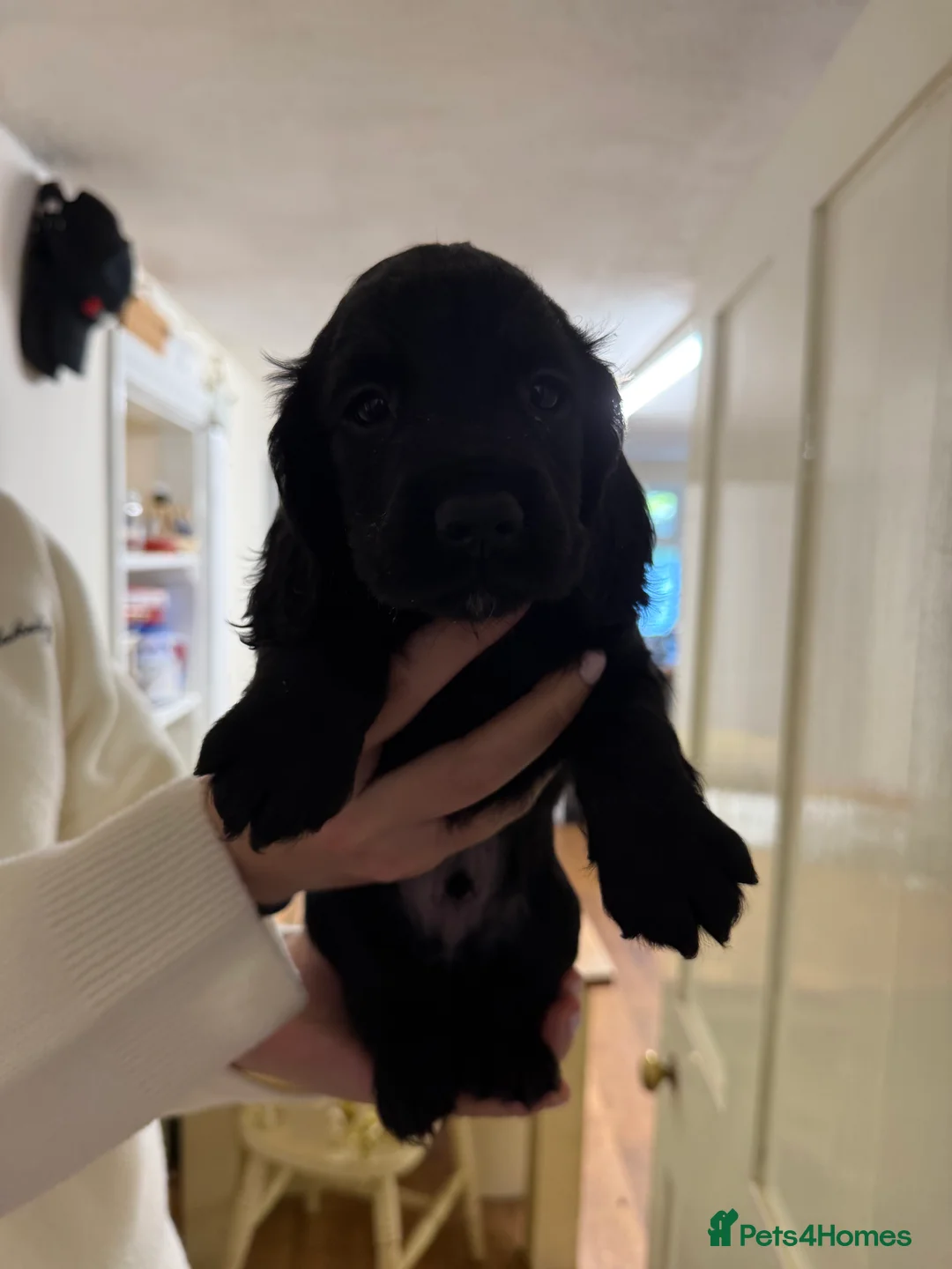 Cocker Spaniel dogs for sale: Working Cocker Spaniels - Advert 2