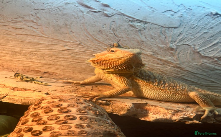 Bearded Dragon reptiles - Advert 4