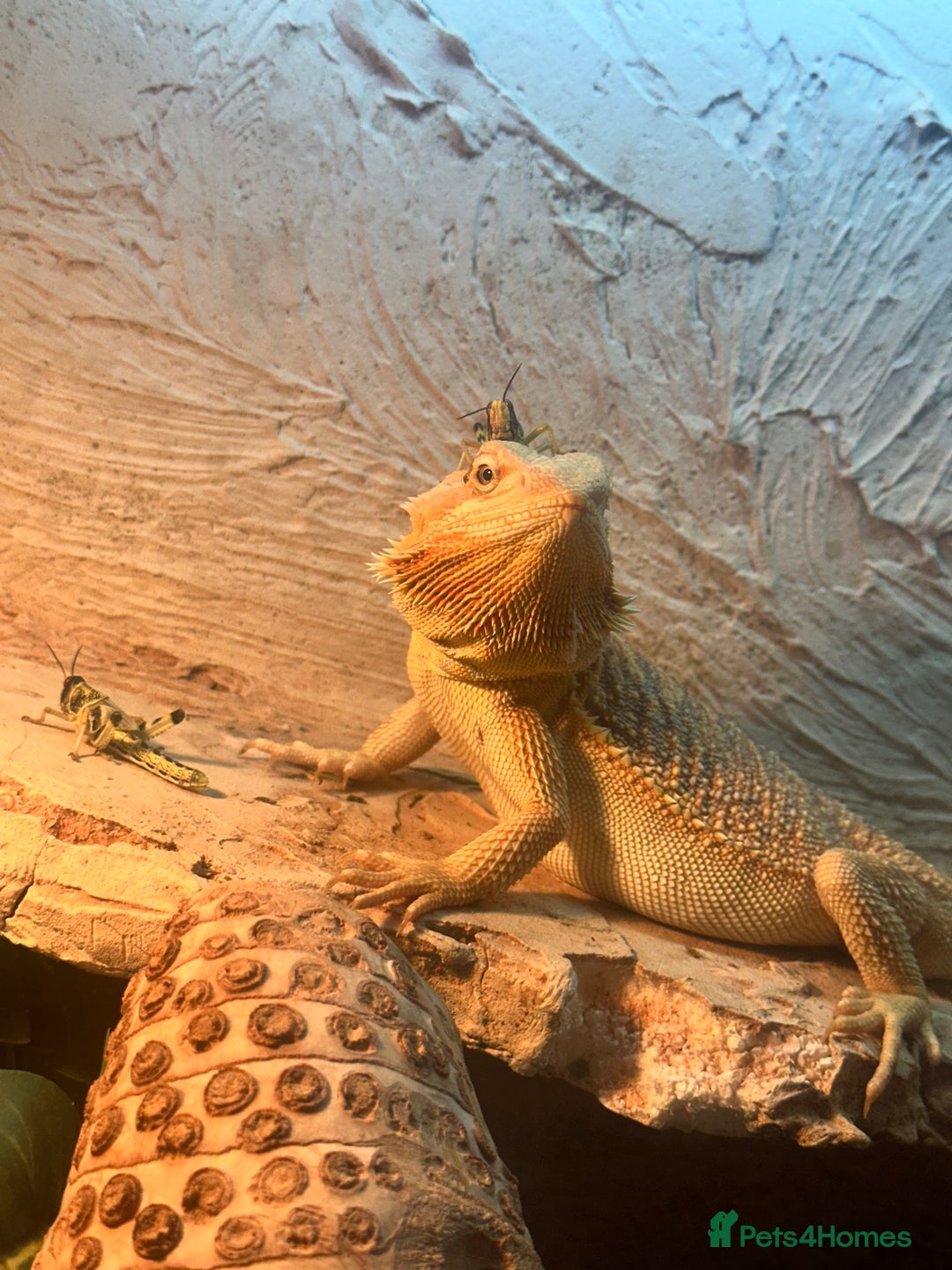 Bearded Dragon reptiles for sale: 1 Year Old Bearded Dragon for sale - Image 1