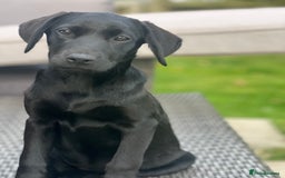 Labrador Retriever dogs for sale: KC Registered Black Labrador Pups 🐾 - Image 3