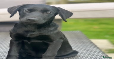 Labrador Retriever dogs - Advert 1