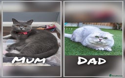 Scottish Fold cats for sale: Scottish Fold/Straight kittens  - Image 2