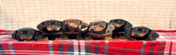 Miniature Dachshund dogs for sale: STUNNING KC MINI DACHSHUND PUPPIES READY NOW  - Advert 9