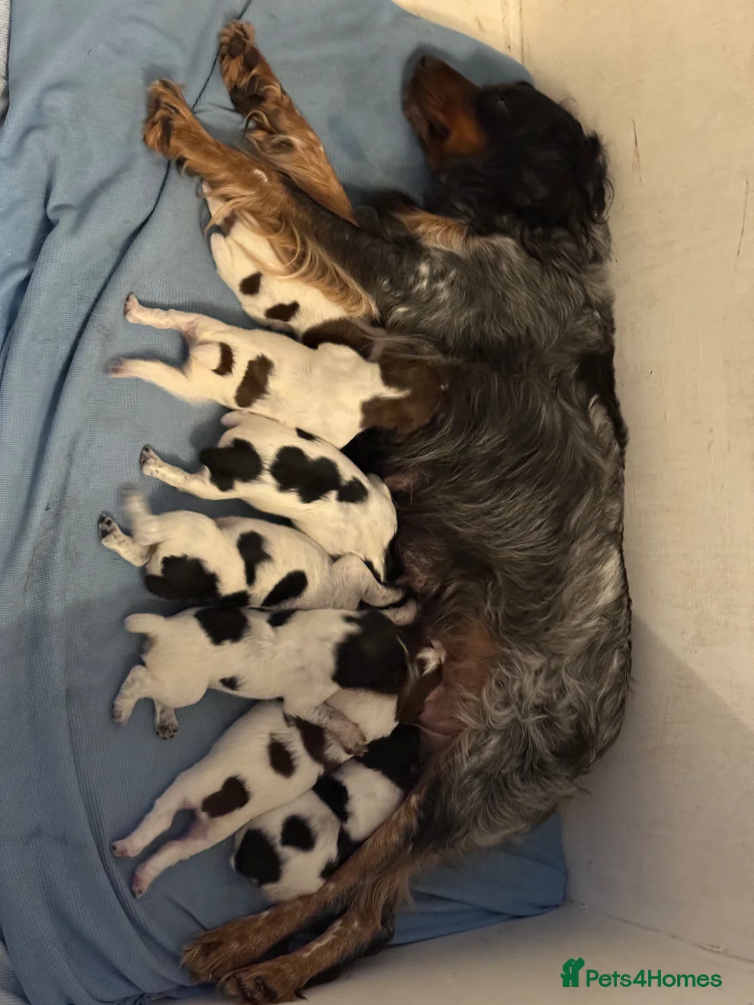 Brittany Spaniel dogs for sale: Brittany’s for working homes or active family pets - Advert 1