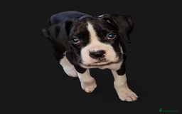 Boxer dogs for sale: READY NOW Kc reg sealed brindle fully vac  - Image 18