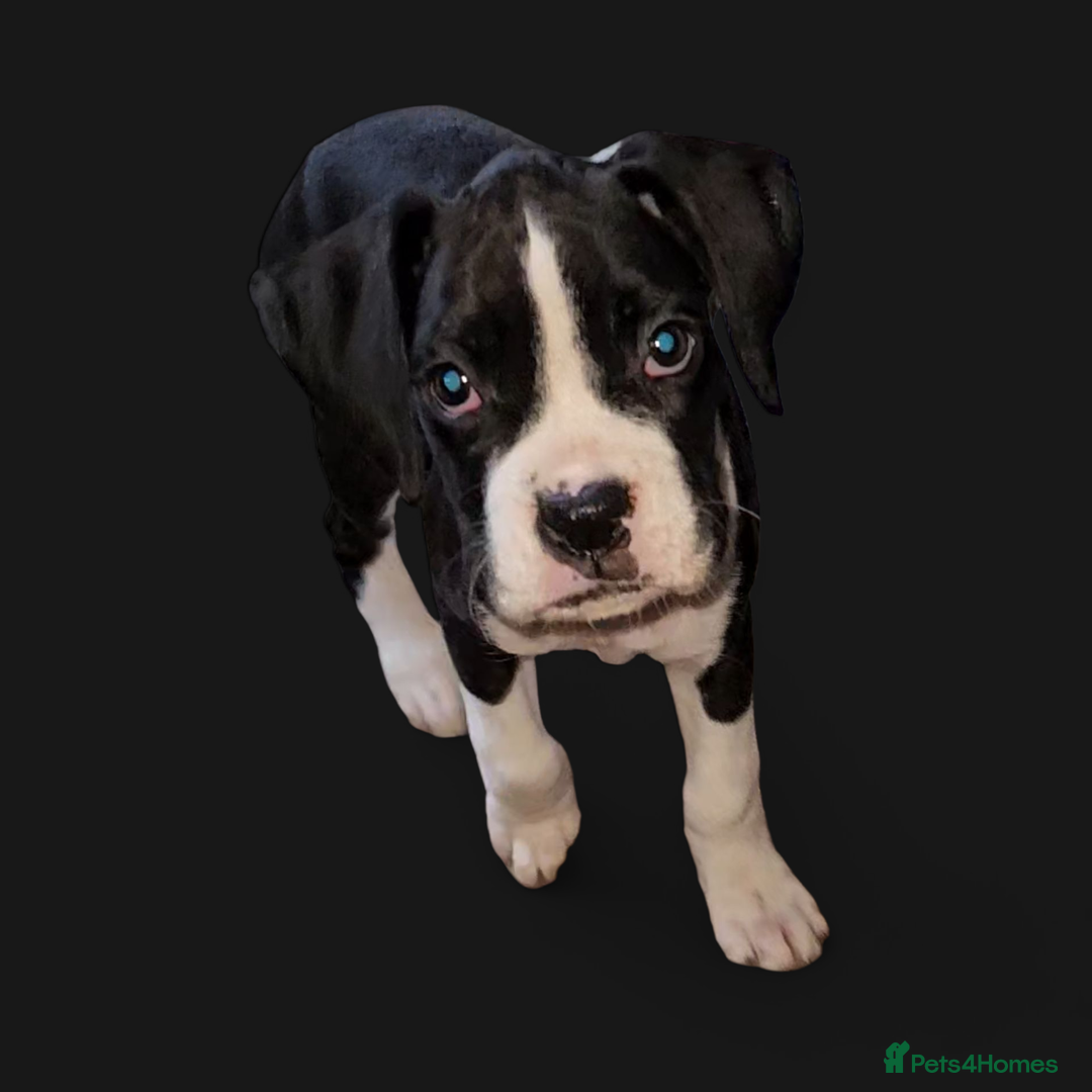 Boxer dogs for sale: READY NOW Kc reg sealed brindle fully vac  - Image 18