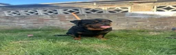 Rottweiler dogs for sale: Female Rottweiler  in Aylesbury - Advert 12