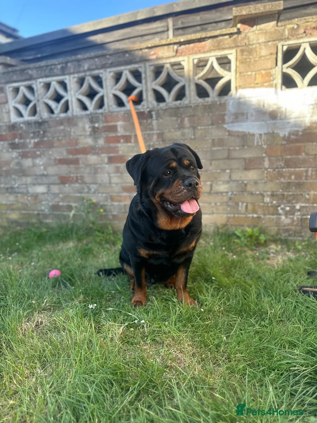 Rottweiler dogs for sale: Female Rottweiler  in Aylesbury - Advert 12