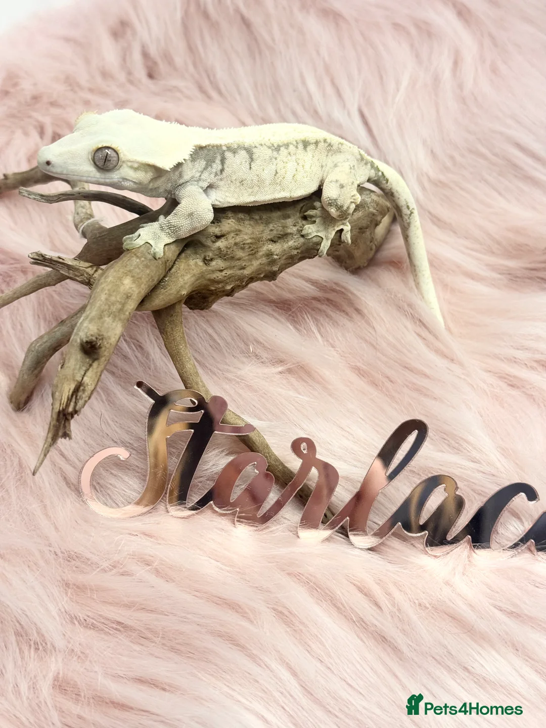 Gecko reptiles for sale: Male & Female High End Morphs  - Advert 6